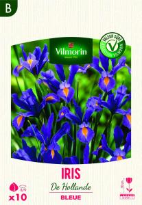 Iris de Hollande Bleue (x10)
